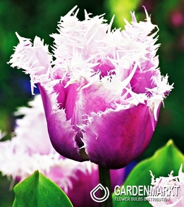 Tulip Fringed Cummins 5 pcs