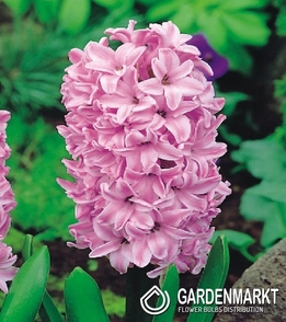 Hyacinth Fondant 10 pcs