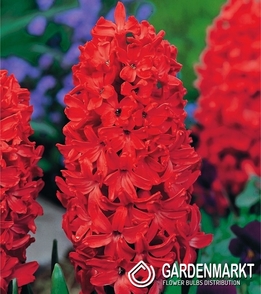 Hyacinth Jan Bos 5 pcs