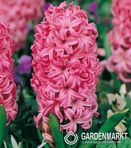 Hyacinth Pink Pearl 5 pcs