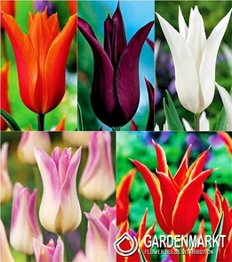 Lily Flowered Tulip Mix 10 pcs