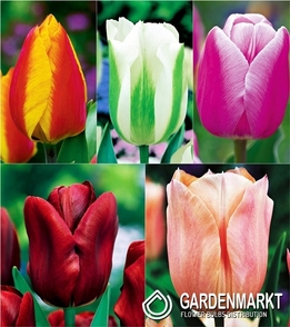 Single Early Tulip Mix 25 pcs