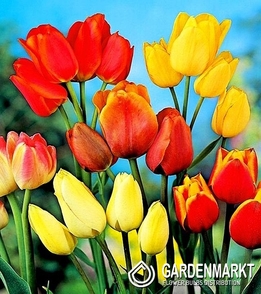 Multi Flowered Tulip Mix 10 pcs