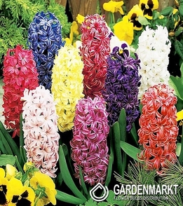 Hyacinth Mix 10 pcs