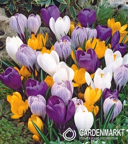 Crocus Mix 50 pcs