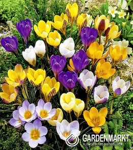 Crocus Mix 200 pcs