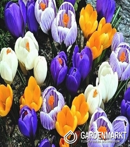 Large Flowered Crocus Mix 200 pcs