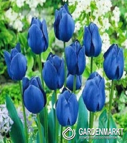 Tulip per kg Blue 1 kg