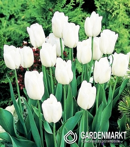 Tulip per kg White 1 kg