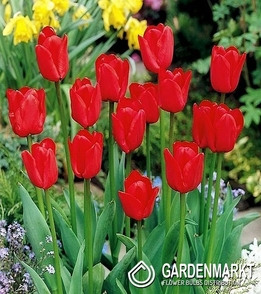 Tulip per kg Red 1 kg