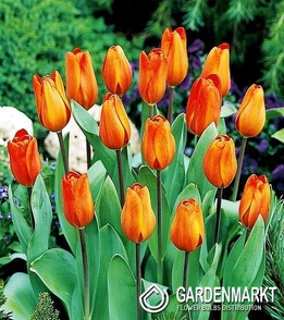Tulip per kg Orange 1 kg