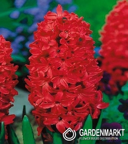 Hyacinth per kg Red 1 kg