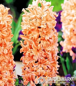 Hyacinth per kg Orange 1 kg