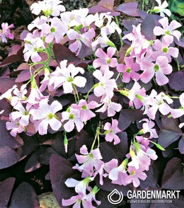 Oxalis Triangularis 5 pcs