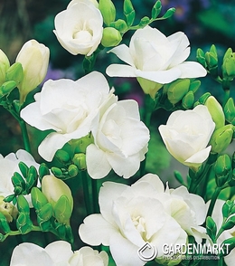 Freesia Double White 10 pcs