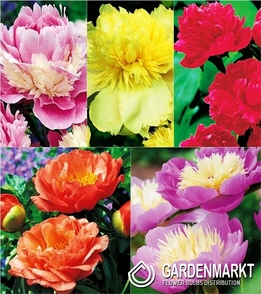 Pack Peony 2