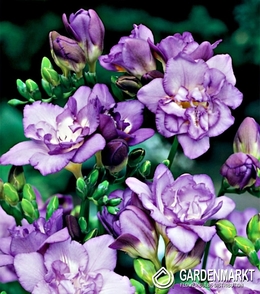 Freesia Double Violet 10 pcs