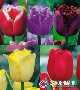 Pack Fringed Tulip 2