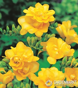 Freesia Double Yellow 10 pcs