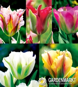Rare New 3-Colour Scent Tulip Hollywood Star Viridiflora Bulbs Green Red White