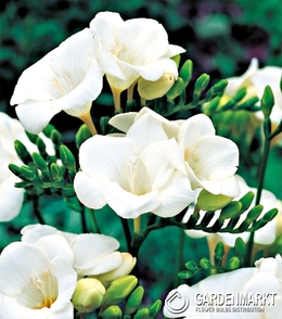 Freesia Single White 10 pcs
