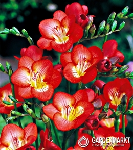 Freesia Single Red 10 pcs