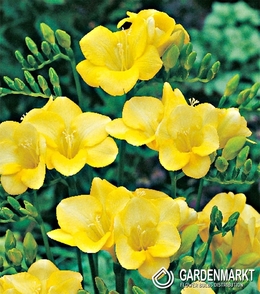 Freesia Single Yellow 10 pcs