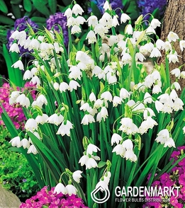 Leucojum Aestivum Summer Snowflake 5 pcs