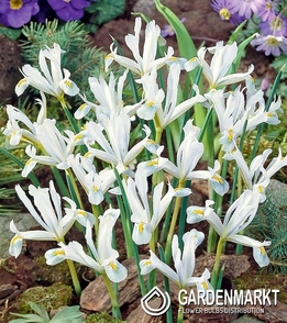 Iris Reticulata White 5 pcs