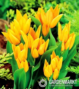 Tulip Botanic Praestans Shogun 5 pcs