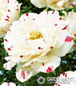 Double Tulip Dance Line 3 pcs