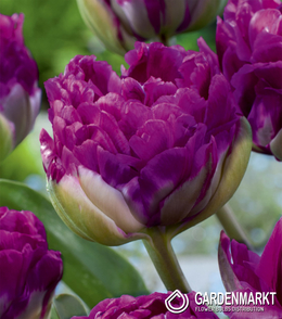 Double Tulip Blue Wow 5 pcs