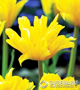 Exclusive Tulip Yellow Spider 5 pcs
