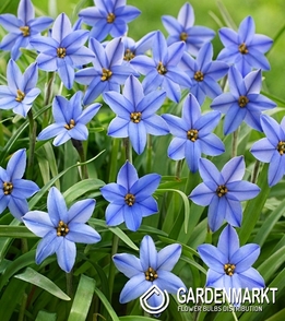 Ipheion Jessie 10 pcs
