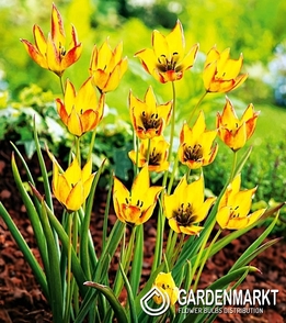 Tulip Wild Orphanidea Flava 5 pcs