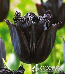 Tulip Exclusive Fringed Black 5 pcs