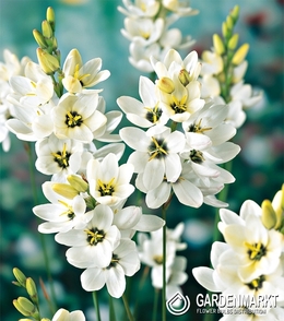 Ixia Giant 10 pcs