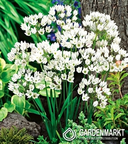 Brodiaea Triteleia Hyacinthina White 10 pcs