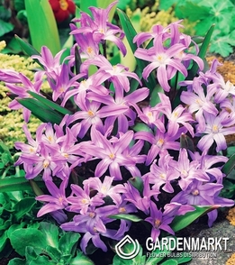 Chionodoxa Luciliae - Śnieżnik Lśniący Rose Queen 10 pcs
