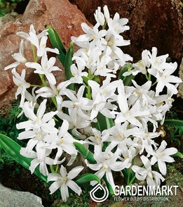 Chionodoxa Luciliae - Śnieżnik Lśniący Alba 10 pcs