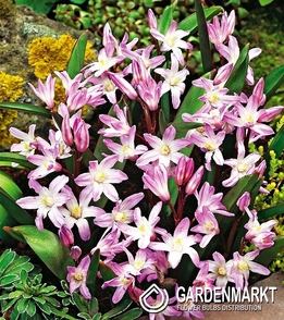 Chionodoxa Forbesi - Śnieżnik Pink Giant 10 pcs