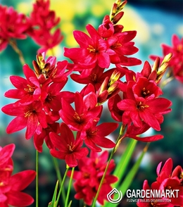 Ixia - Iksja Venus 10 pcs