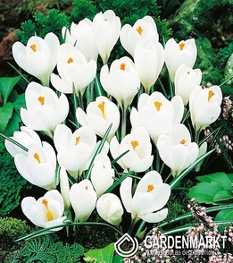 Crocus White 50 pcs