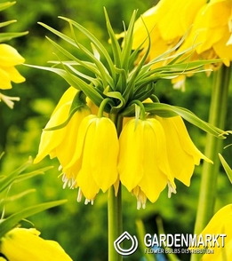 Fritillaria - Szachownica Early Passion 1 pcs