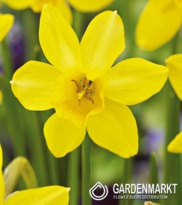 Narcissus Botanic Sailboat Lemon 5 pcs