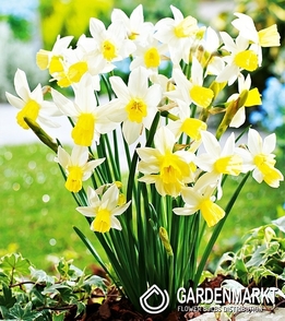 Narcissus Botanic Sailboat 5 pcs
