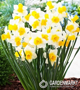 Narcissus Pot Golden Echo 5 pcs