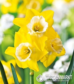 Narcissus Pot Hillstar 5 pcs