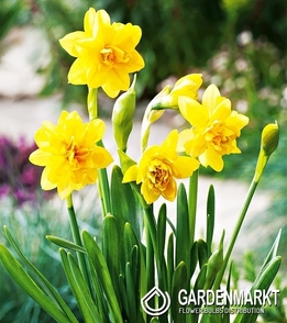 Narcissus Pot Tete Boucle 5 pcs