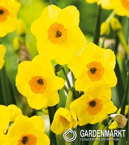 Narcissus Multiflowering Golden Dawn 5 pcs